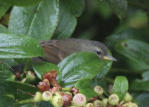Peg-billed Finch (Acanthidops bairdi), photo 1
