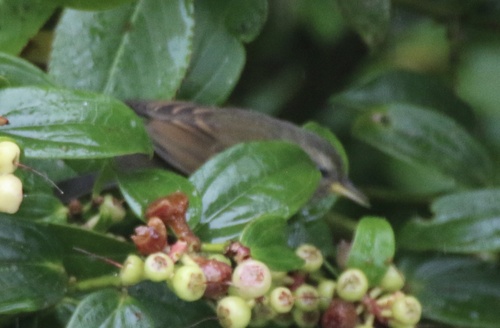 Peg-billed Finch (Acanthidops bairdi), photo 2