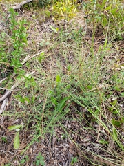 Ceanothus microphyllus
