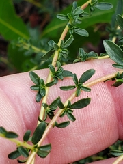 Ceanothus microphyllus
