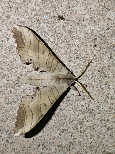 Marumba sperchius