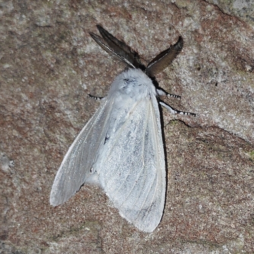 White Satin Moth, 4101 JB Culemborg, Nederland, photo 5 of 10