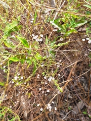 Ceanothus microphyllus