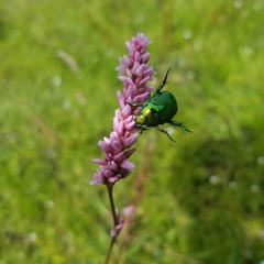 Calomacraspis splendens