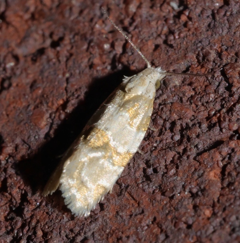 Silver-bordered Aethes photo 5