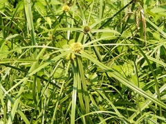 Cyperus aromaticus