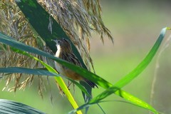 Cisticola juncidis juncidis