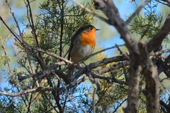 Erithacus rubecula rubecula