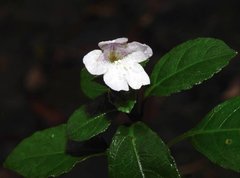 Strobilanthes tetrasperma