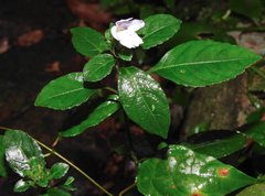 Strobilanthes tetrasperma