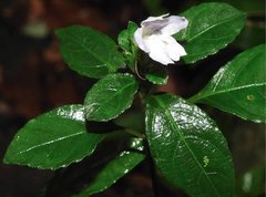 Strobilanthes tetrasperma
