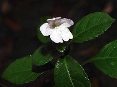 Strobilanthes tetrasperma