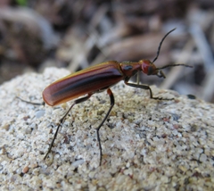 Pyrota tenuicostatis