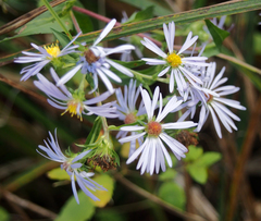 Symphyotrichum