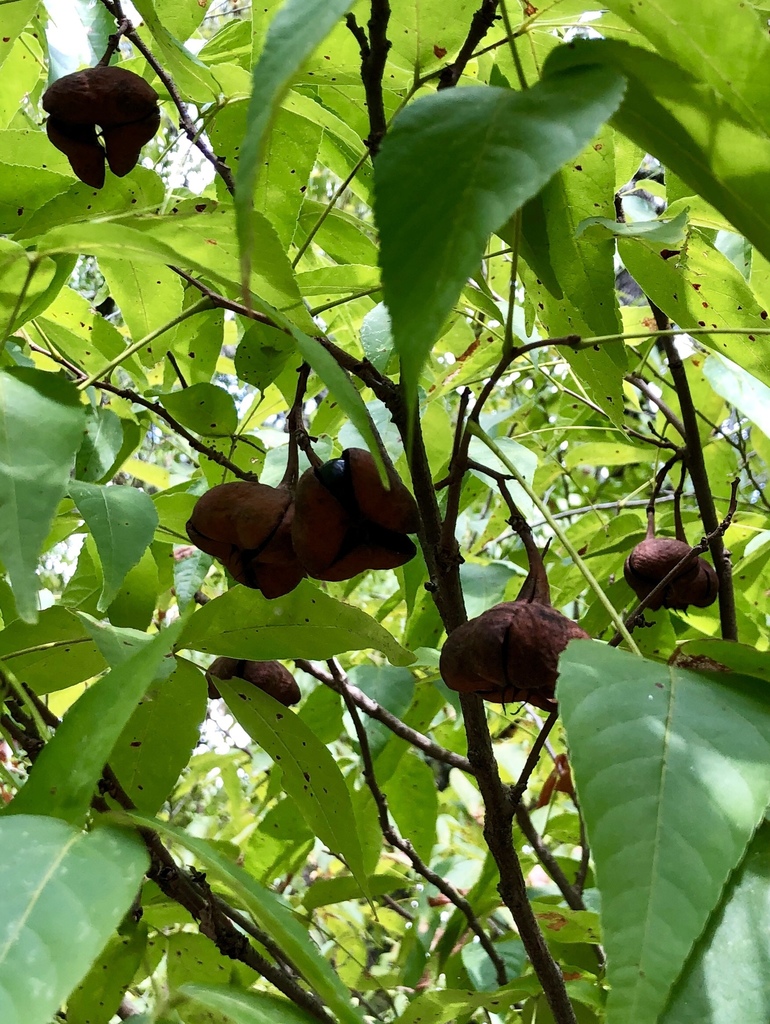 Ungnadia speciosa, W 35th St, Austin, TX, US