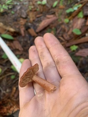 Lactarius subflammeus