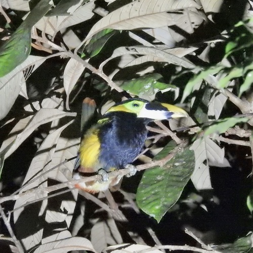 Gould's Toucanet (Selenidera gouldii)