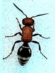 Timulla vagans