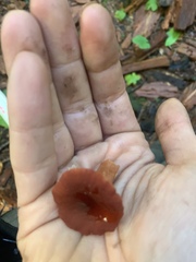 Lactarius subflammeus