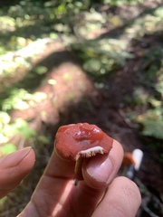 Lactarius subflammeus