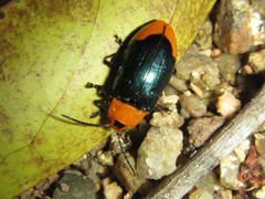 Promechus australicus