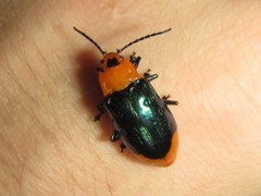 Promechus australicus