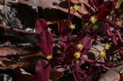 Euphorbia ipecacuanhae