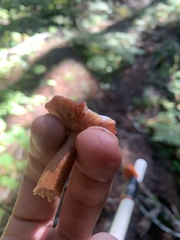 Lactarius subflammeus