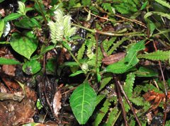 Lepidagathis incurva