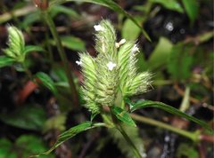 Lepidagathis incurva