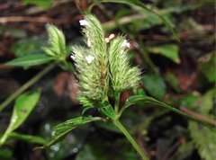 Lepidagathis incurva