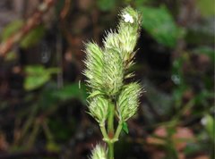 Lepidagathis incurva