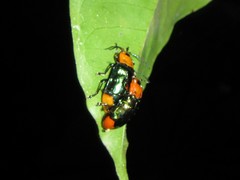 Promechus australicus