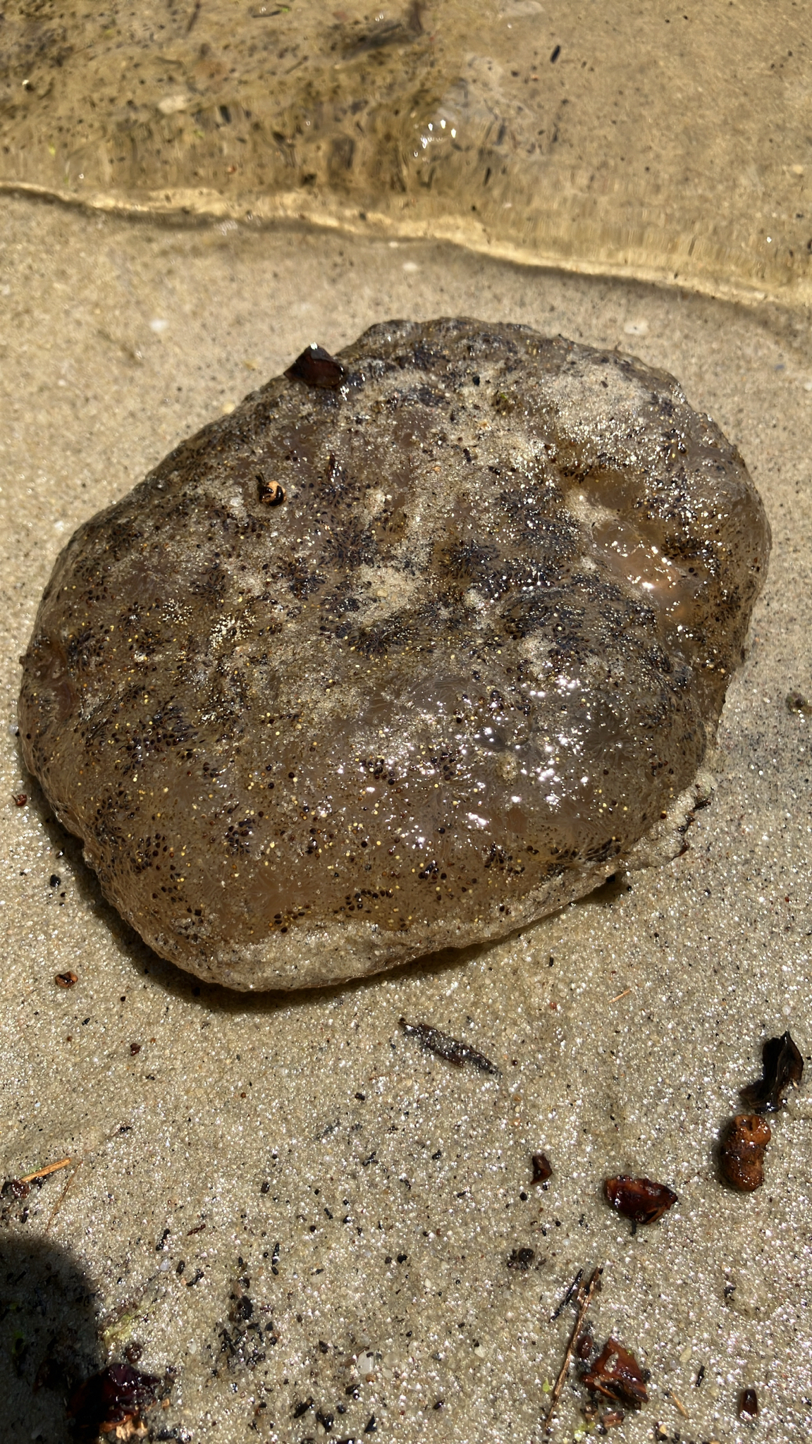 Pectinatella magnifica (Leidy, 1851)