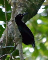 Ptiloris paradiseus