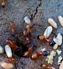 Camponotus sansabeanus