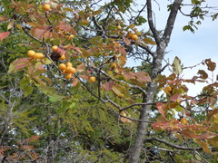 Prunus brigantina