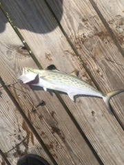 Scomberomorus maculatus