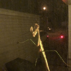 Tenodera angustipennis