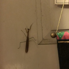 Tenodera angustipennis