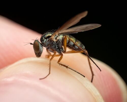 Rhaphium vockerothi