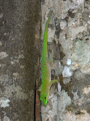 Phelsuma kochi