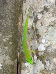 Phelsuma kochi