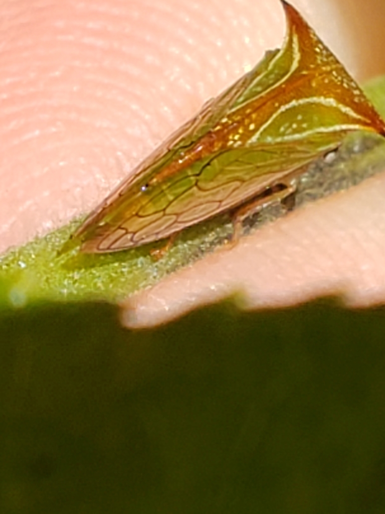 Stictolobus borealis