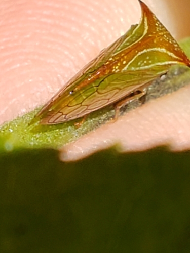 Stictolobus borealis