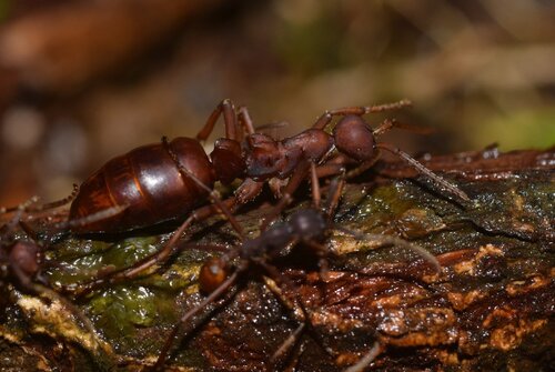 Eciton vagans mutatumEciton vagans mutatum