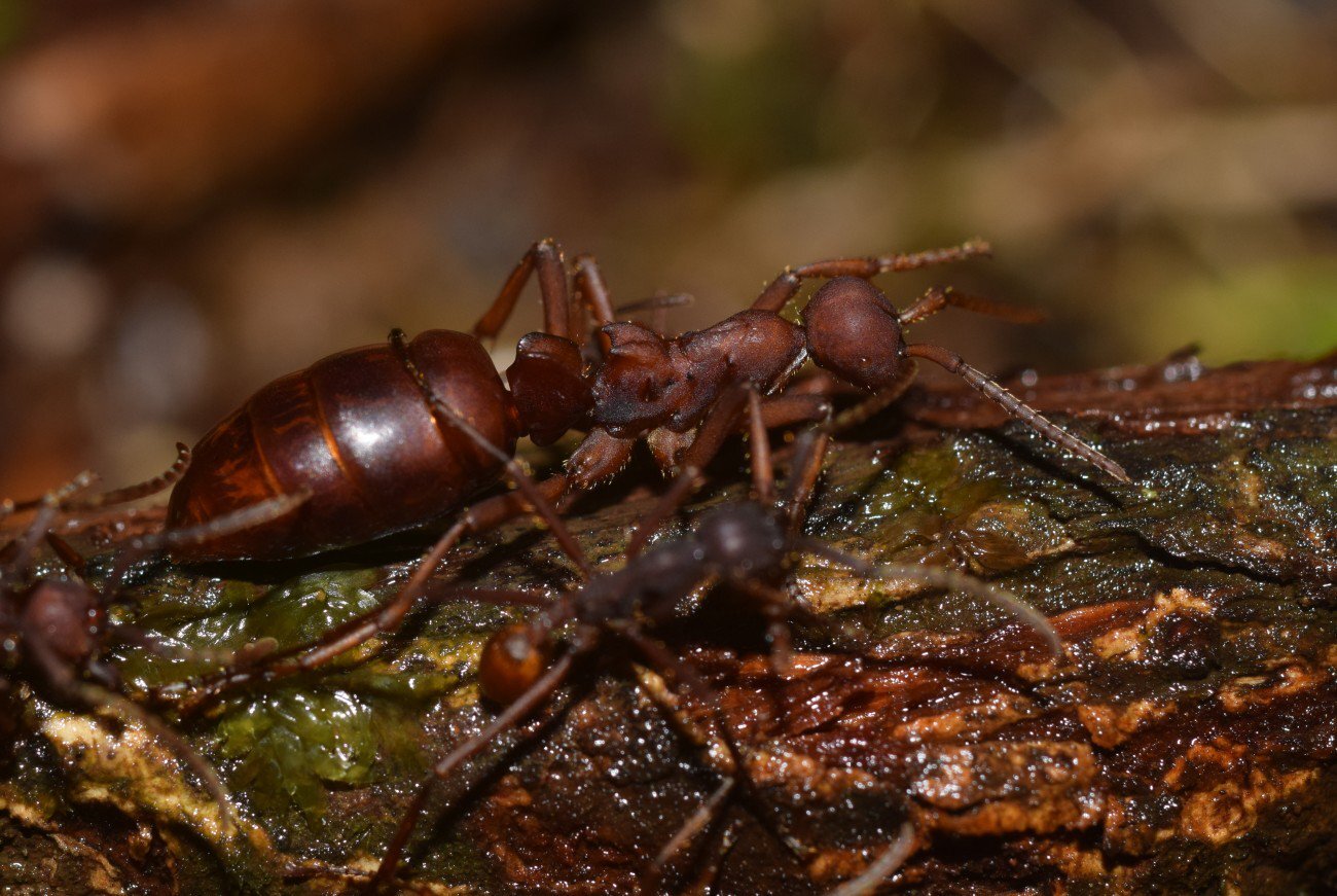Eciton vagans mutatum