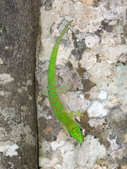 Phelsuma kochi