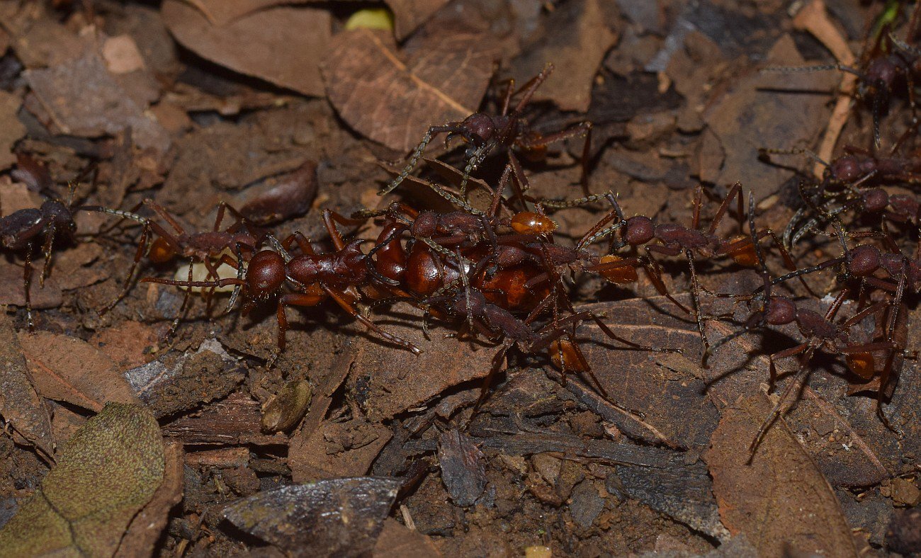 Eciton dulcium dulcium