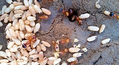 Camponotus sansabeanus